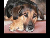 In Gedenken an Princy